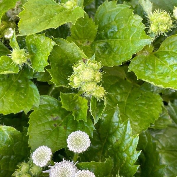 Ageratum houstonianum മറ്റ്