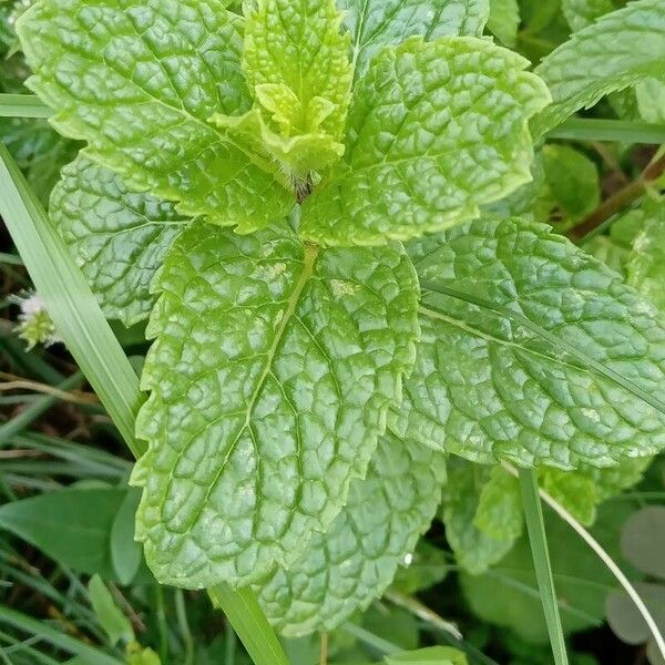 Mentha × rotundifolia Leaf