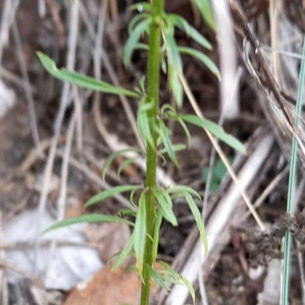 Anarrhinum bellidifolium Лист
