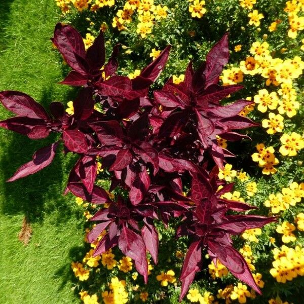 Amaranthus tricolor Feuille