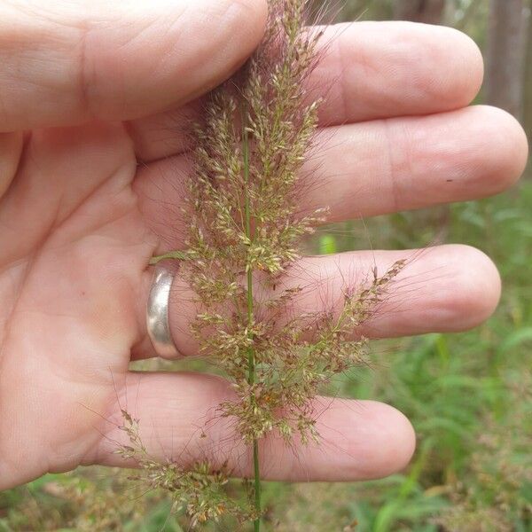 Capillipedium spicigerum പുഷ്പം