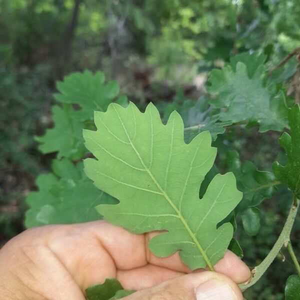 Quercus pubescens Lapas