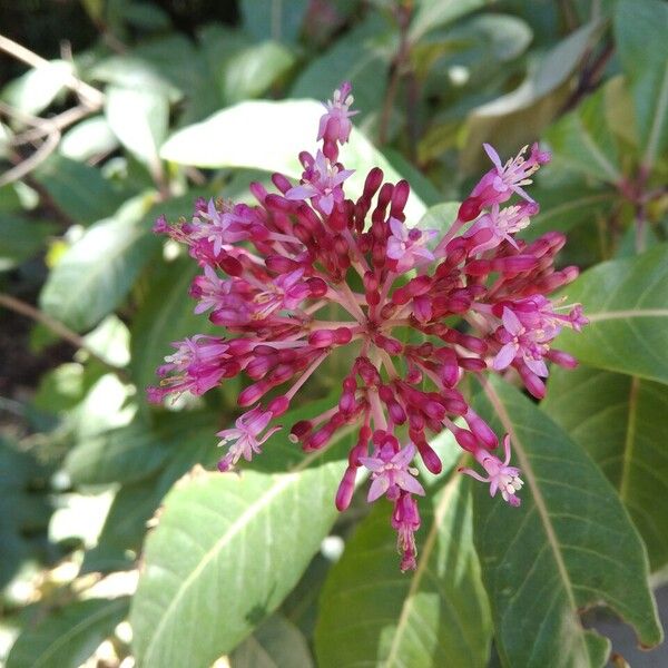 Fuchsia paniculata Floare