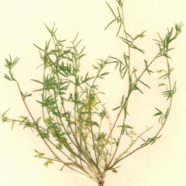 Lathyrus saxatilis 整株植物