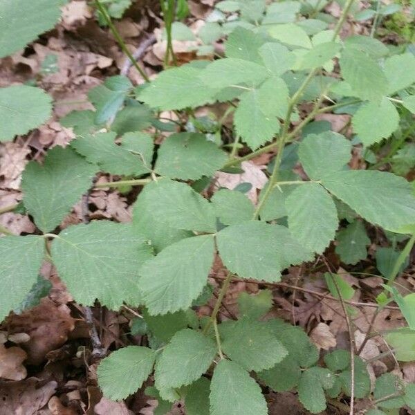 Rubus canescens Hostoa