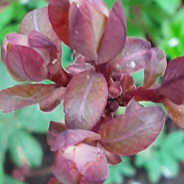 Cotinus coggygria Blatt