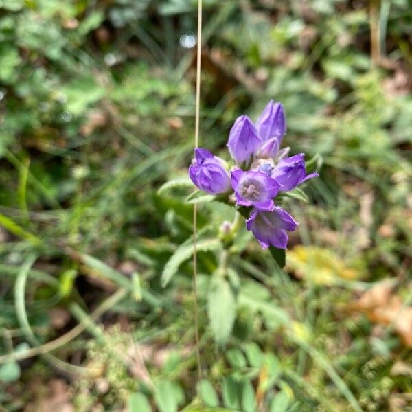 Campanula glomerata Cvet