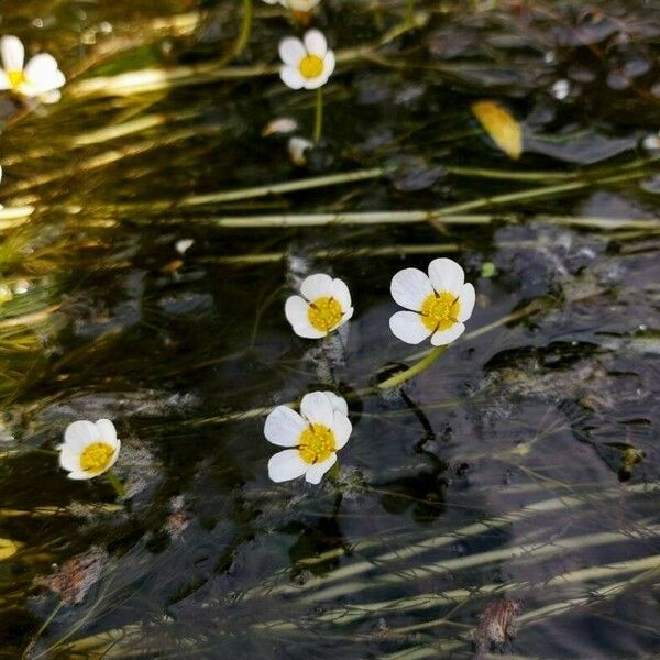 Ranunculus fluitans Flower