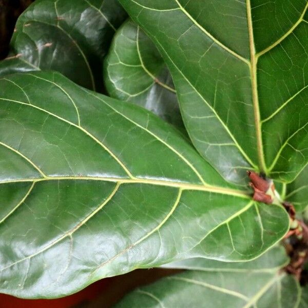 Ficus lyrata Leaf