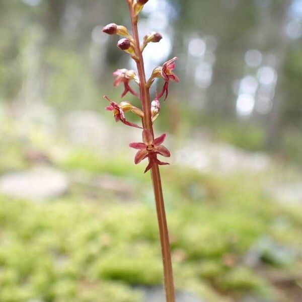 Neottia cordata 花