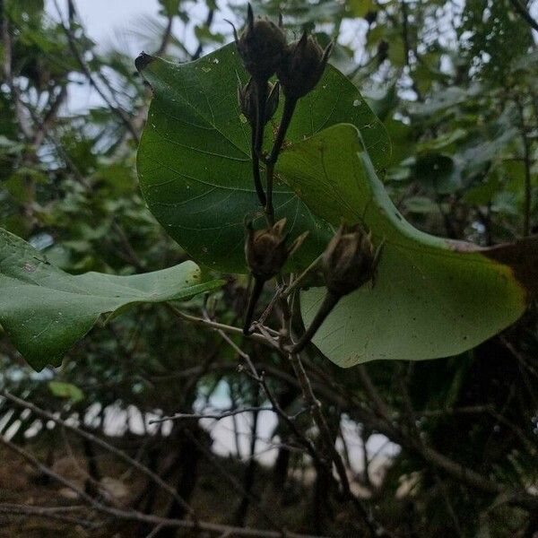 Thespesia populneoides Lapas