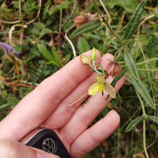Helianthemum aegyptiacum 花
