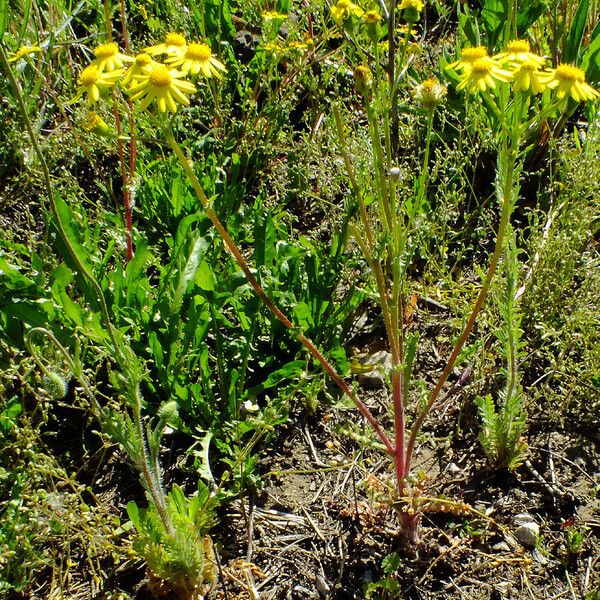 Senecio squalidus Habitus