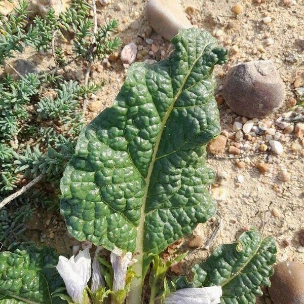 Mandragora officinarum Ліст