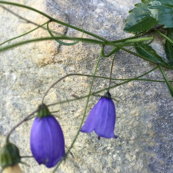 Campanula cochleariifolia Arall