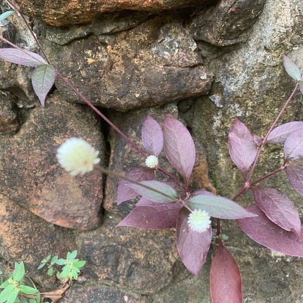 Alternanthera brasiliana Fleur