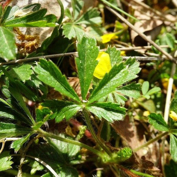 Potentilla verna Leaf