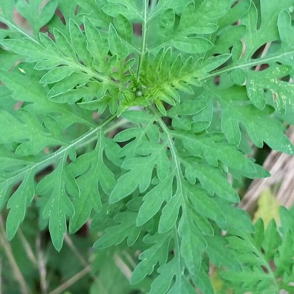 Ambrosia artemisiifolia Лист