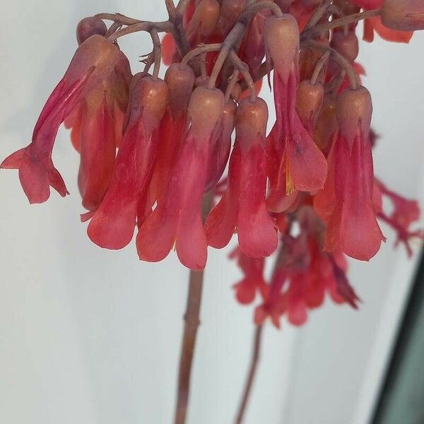 Kalanchoe delagoensis Flor