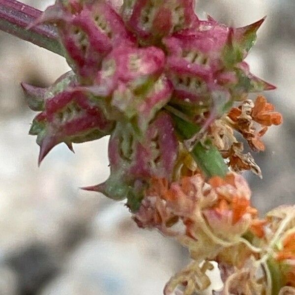 Rumex spinosus 花