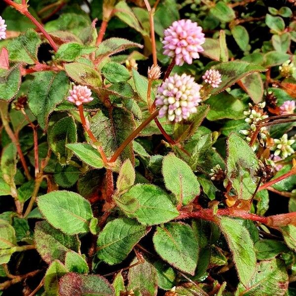 Persicaria capitata Flor