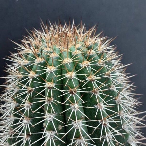 Echinopsis spp. Frunză