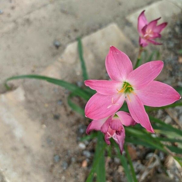 Zephyranthes rosea Žiedas