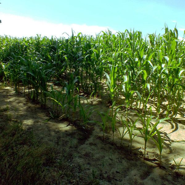 Zea mays Habit