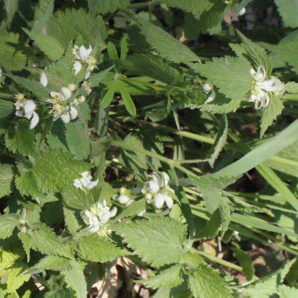 Lamium flexuosum Habitat