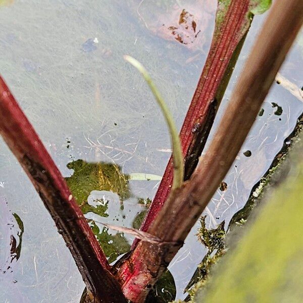 Rumex hydrolapathum Rhisgl