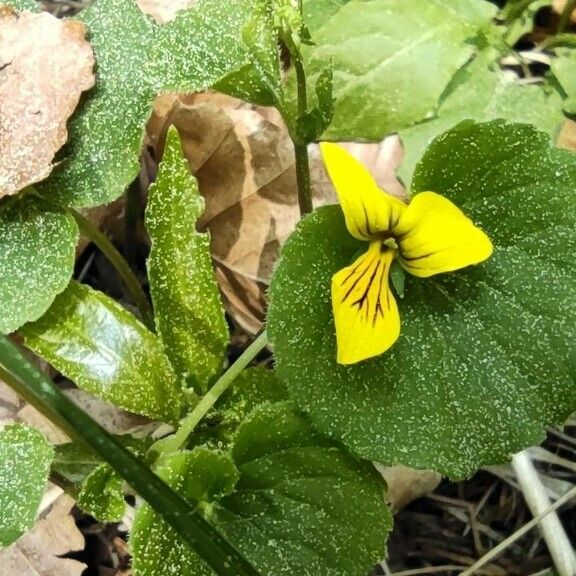 Viola biflora Cvet