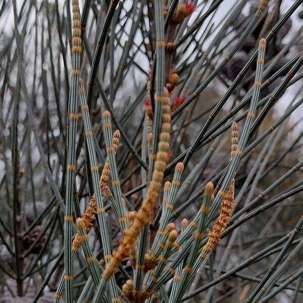 Allocasuarina distyla Flower