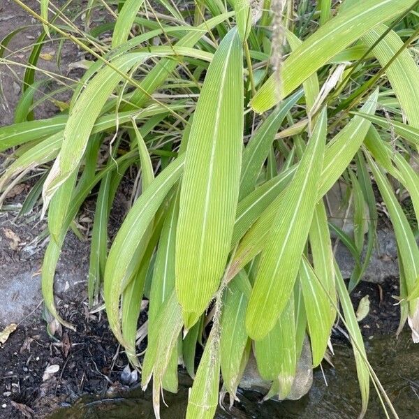 Setaria palmifolia Fulla