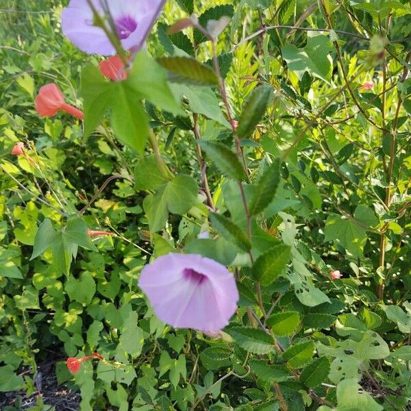 Ipomoea cordatotriloba Habitus