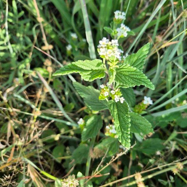 Lippia javanica Blomma