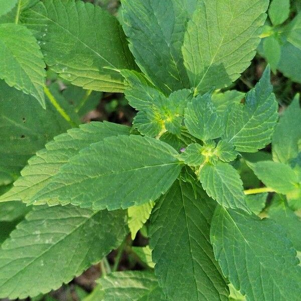 Galeopsis bifida Leaf