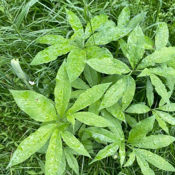 Arisaema dracontium Folla