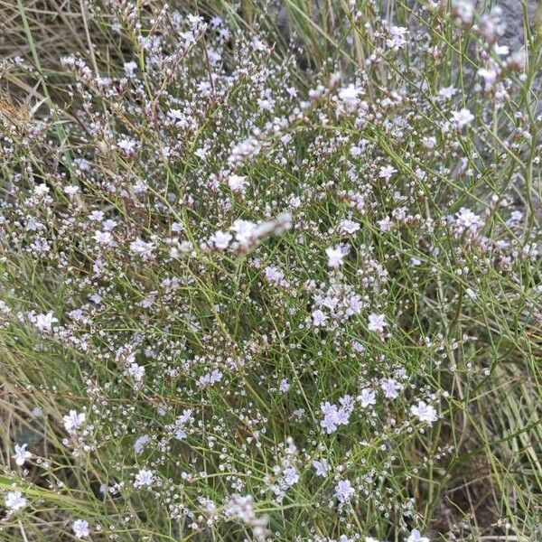 Limonium echioides Кветка