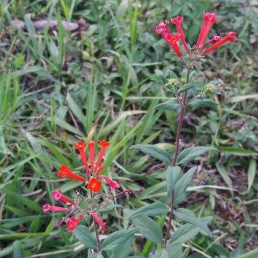 Bouvardia ternifolia Celota