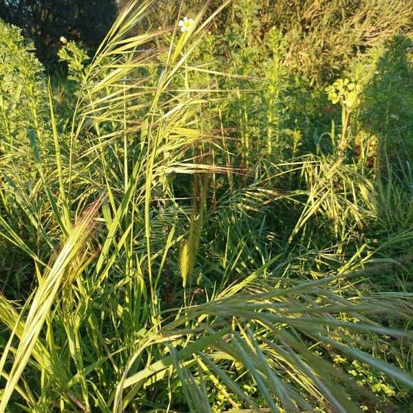 Bromus diandrus Кветка