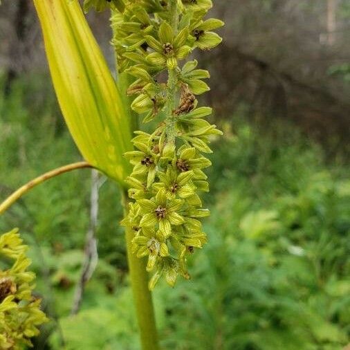 Veratrum viride Flower