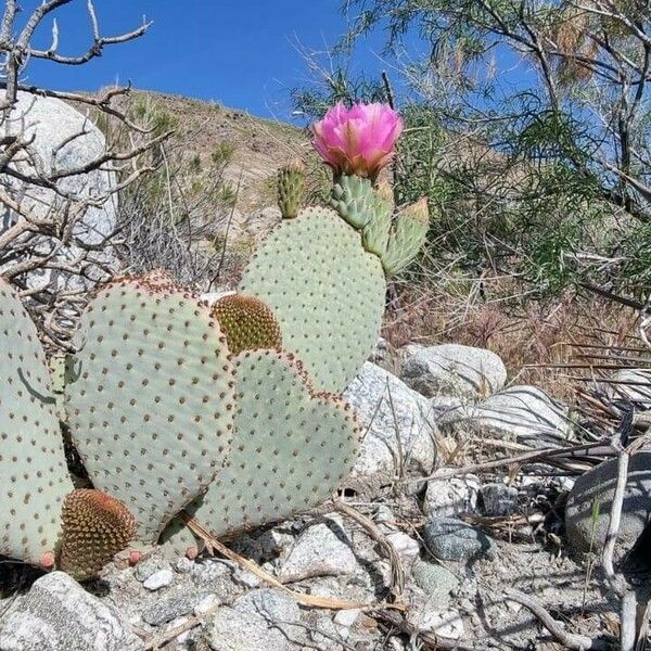 Opuntia basilaris Lehti