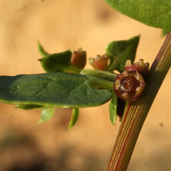 Patellifolia procumbens Кветка