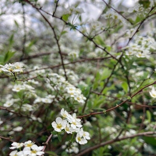 Spiraea hypericifolia Flower