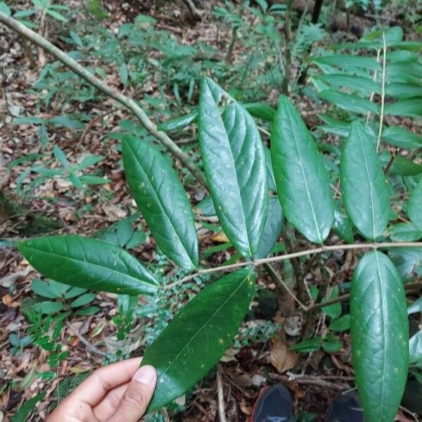 Cnestis polyphylla Blatt