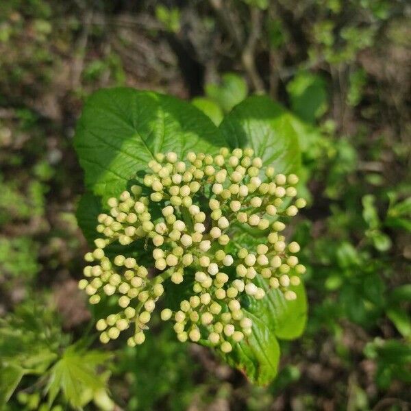 Viburnum lantana Flor