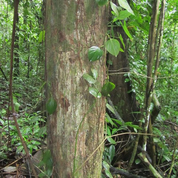 Minquartia guianensis 形态