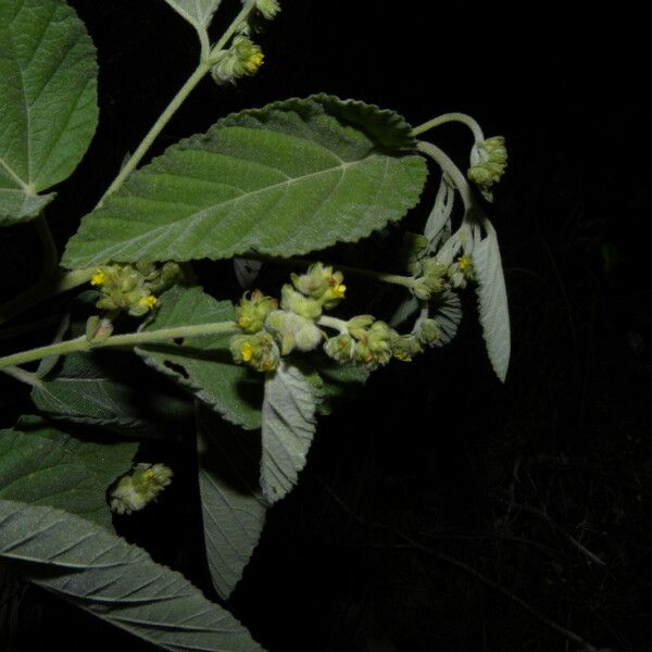 Waltheria indica फूल