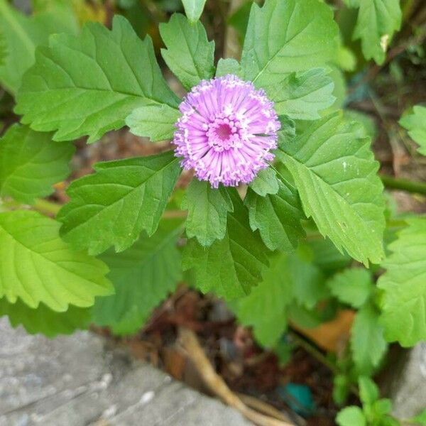 Centratherum punctatum Flower