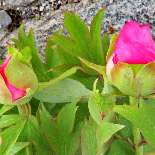 Paeonia × suffruticosa Lorea